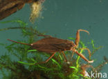 Waterscorpion (Nepa cinerea)