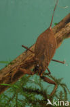 Waterscorpion (Nepa cinerea)