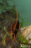 Waterscorpion (Nepa cinerea)