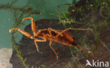 Waterscorpion (Nepa cinerea)