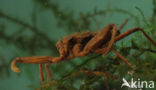Waterscorpion (Nepa cinerea)