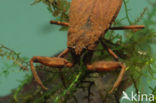 Waterscorpion (Nepa cinerea)