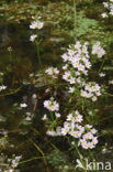 Waterviolet (Hottonia palustris)