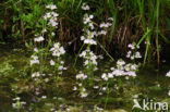 Waterviolet (Hottonia palustris)