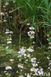 Waterviolet (Hottonia palustris)