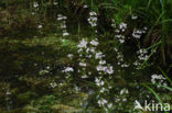 Waterviolet (Hottonia palustris)