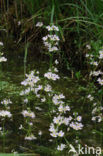 Waterviolet (Hottonia palustris)