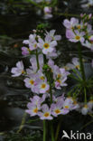 Waterviolet (Hottonia palustris)