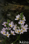 Waterviolier (Hottonia palustris)