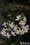 Waterviolet (Hottonia palustris)