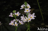 Waterviolet (Hottonia palustris)
