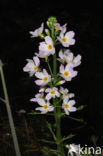 Waterviolet (Hottonia palustris)