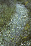 Waterviolet (Hottonia palustris)