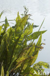 Waterzuring (Rumex hydrolapathum)