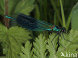 Weidebeekjuffer (Calopteryx splendens)