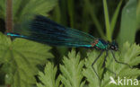 Weidebeekjuffer (Calopteryx splendens)