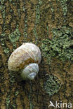 Wijngaardslak (Helix pomatia) 