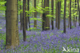 Bluebell (Scilla non-scripta)