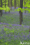 Bluebell (Scilla non-scripta)
