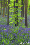 Bluebell (Scilla non-scripta)