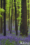 Bluebell (Scilla non-scripta)