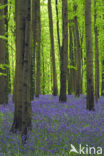 Bluebell (Scilla non-scripta)