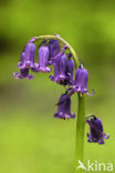 Bluebell (Scilla non-scripta)