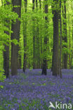 Bluebell (Scilla non-scripta)
