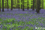 Bluebell (Scilla non-scripta)