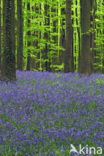 Bluebell (Scilla non-scripta)