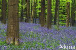Bluebell (Scilla non-scripta)