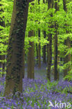 Bluebell (Scilla non-scripta)