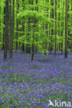 Bluebell (Scilla non-scripta)