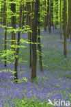 Bluebell (Scilla non-scripta)