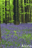Bluebell (Scilla non-scripta)