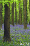 Bluebell (Scilla non-scripta)