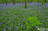 Bluebell (Scilla non-scripta)