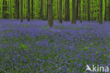 Bluebell (Scilla non-scripta)