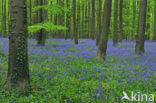 Bluebell (Scilla non-scripta)