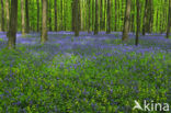 Bluebell (Scilla non-scripta)