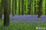 Bluebell (Scilla non-scripta)