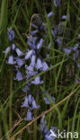 Bluebell (Scilla non-scripta)