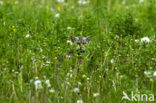 Wildcat (Felis silvestris)