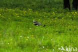 Wildcat (Felis silvestris)