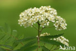 Wilde lijsterbes (Sorbus aucuparia)