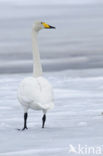 Whooper Swan (Cygnus cygnus)