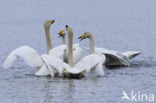 Whooper Swan (Cygnus cygnus)