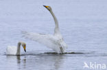 Whooper Swan (Cygnus cygnus)
