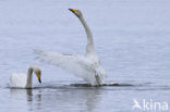 Wilde Zwaan (Cygnus cygnus)