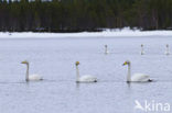 Whooper Swan (Cygnus cygnus)